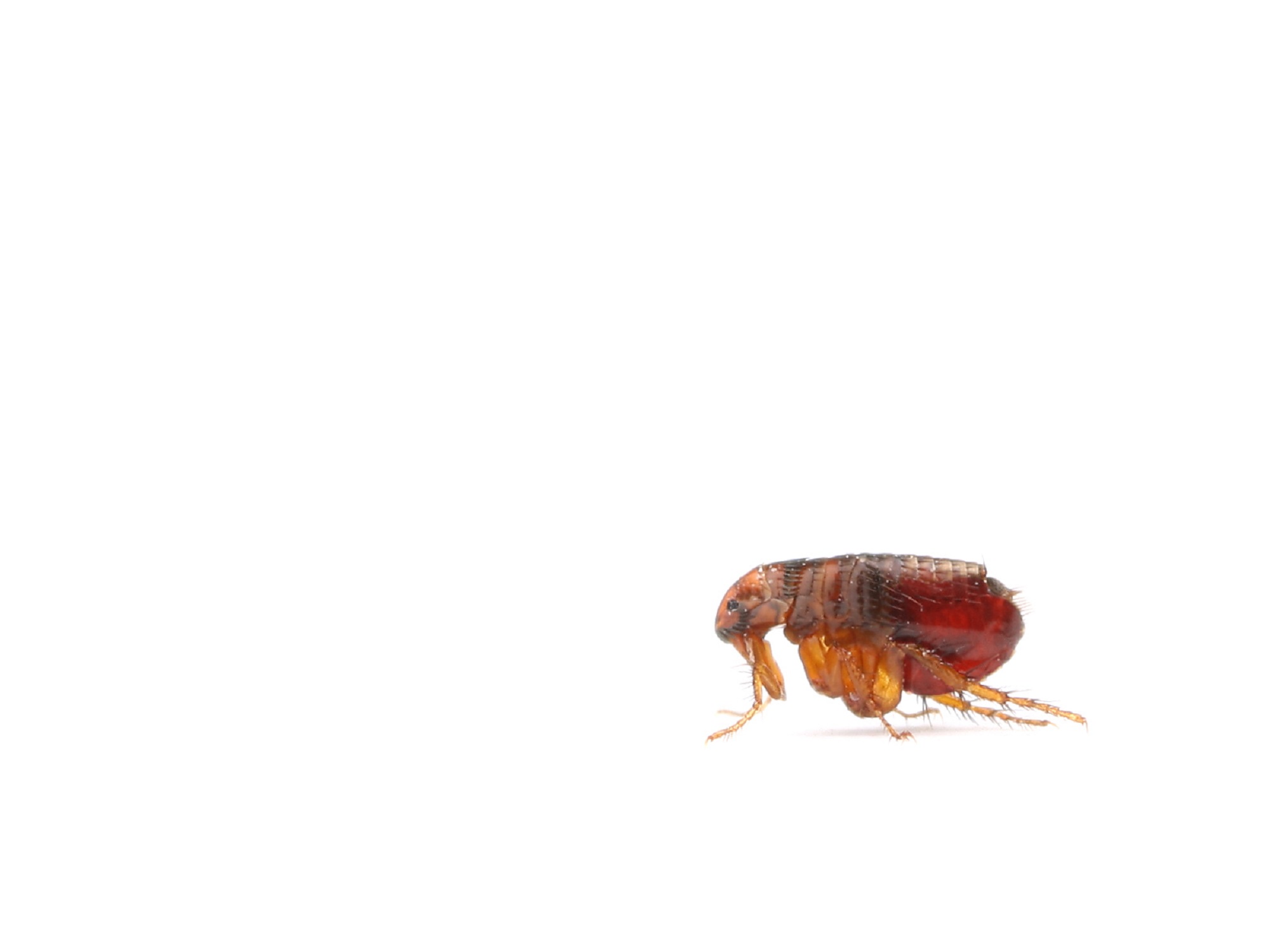 FleaBorne Typhus Outbreak in Los Angeles County The Clinical Advisor