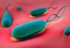 Novel <i>H. pylori</i> Eradication Therapy Effective in Phase 3 Trial Novel <i>H. pylori</i> Eradication Therapy Effective in Phase 3 Trial