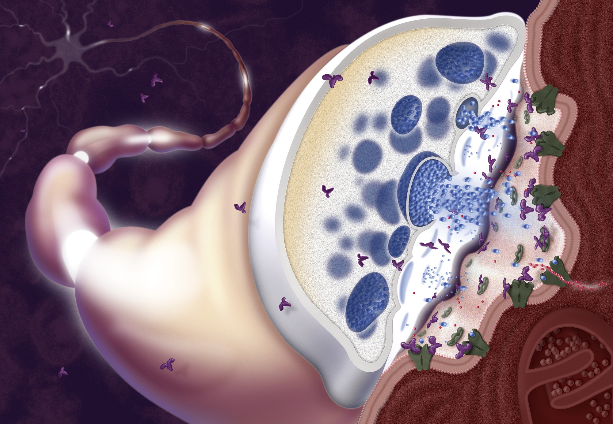 Guidance for Antibiotic Use in Patients With Myasthenia 