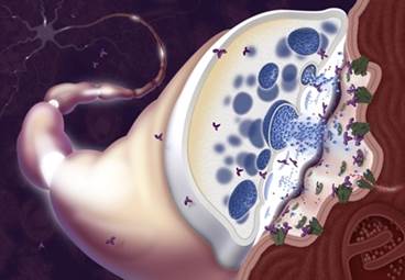 Guidance for Antibiotic Use in Myasthenia Gravis Guidance for Antibiotic Use in Myasthenia Gravis